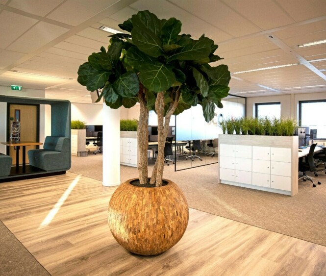 Mummieboom bij Roscall