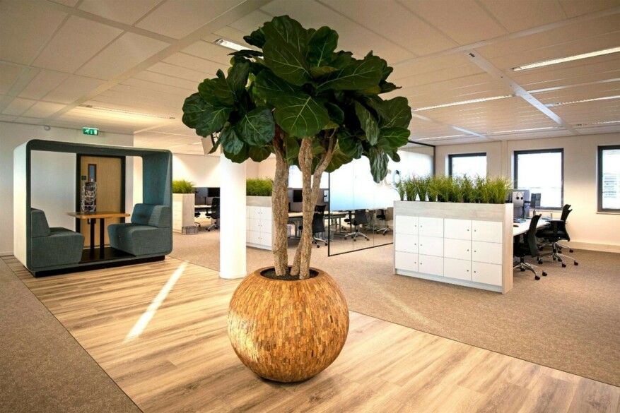 Mummieboom bij Roscall